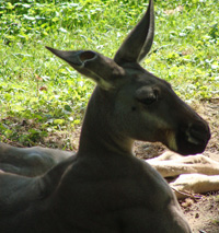 kangaroo